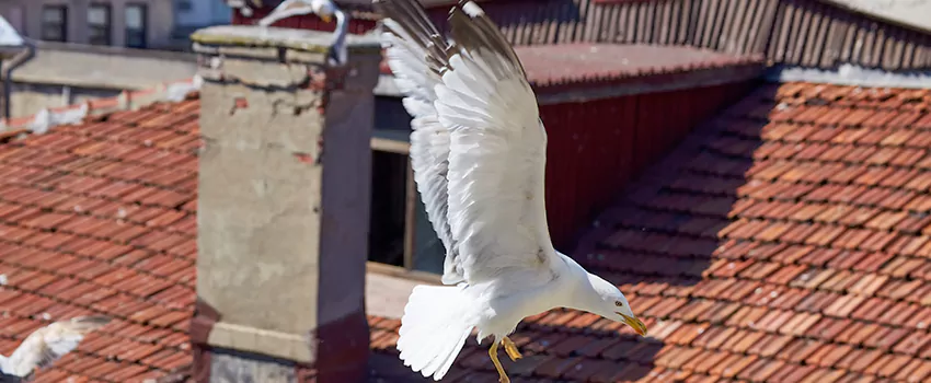Residential Chimney Animal Removal Solution in Fort Hunt, VA